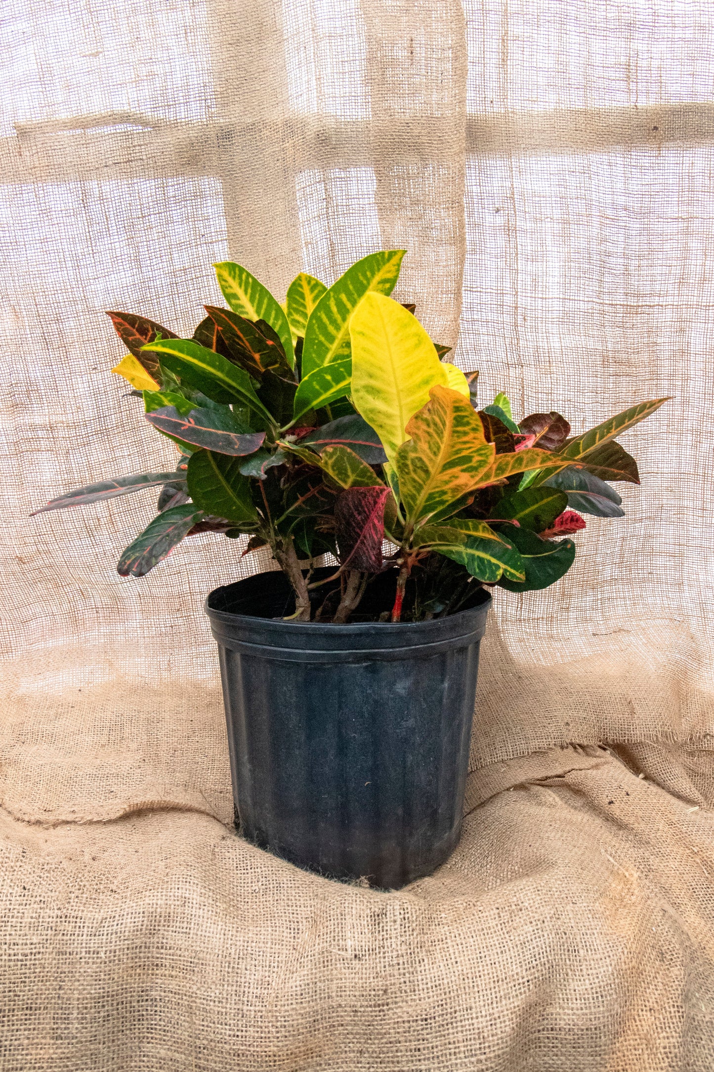 Croton Petra