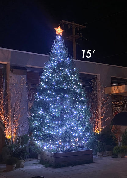Balsam Fir