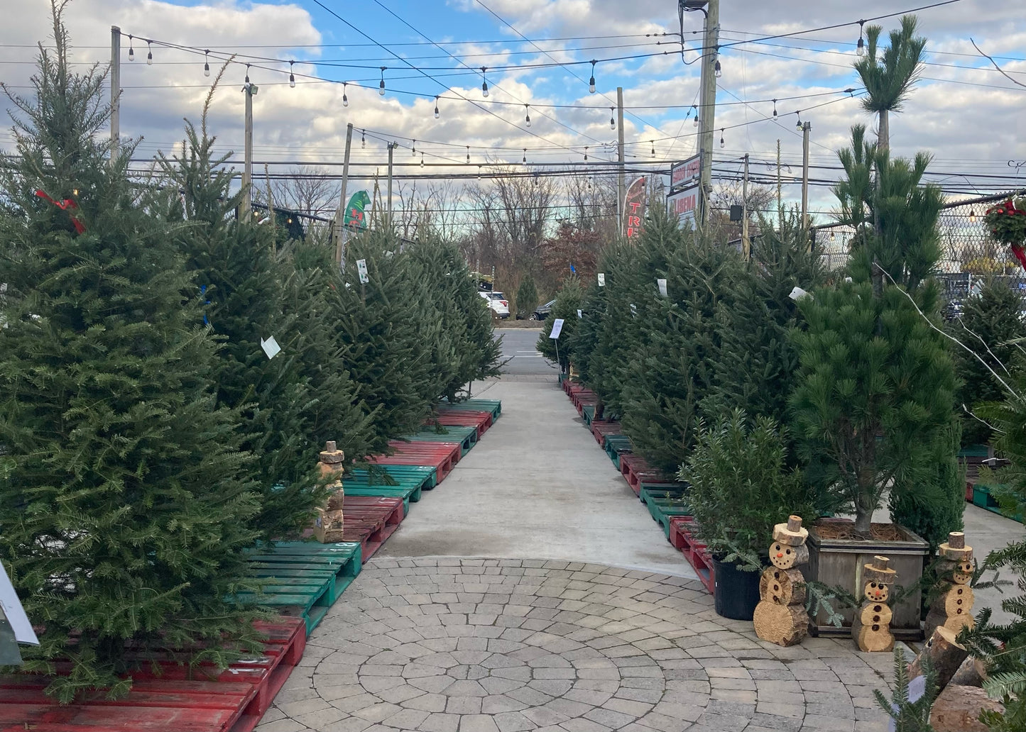 Balsam Fir