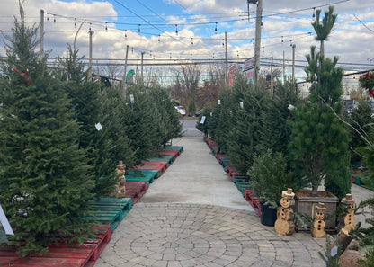 Balsam Fir