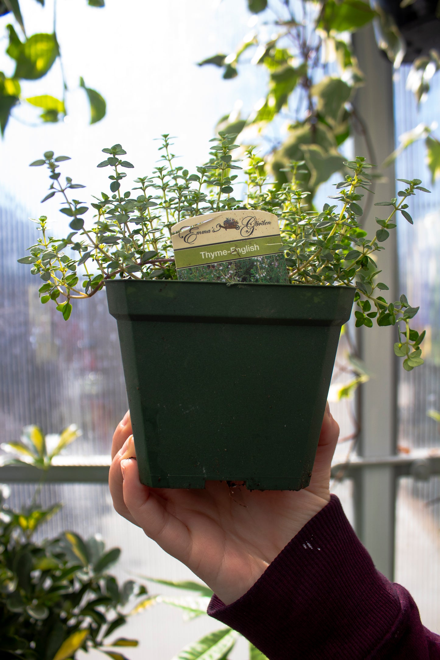 Thyme