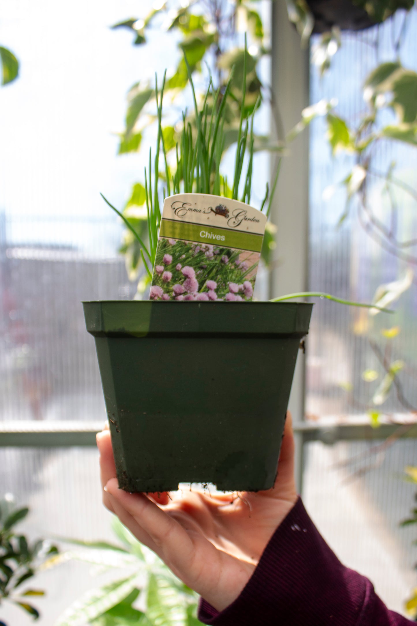 Chives