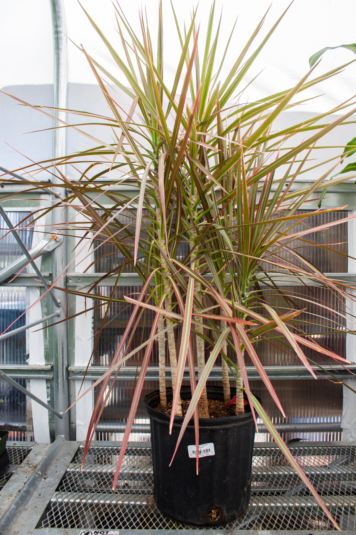 Dracaena - Marginata