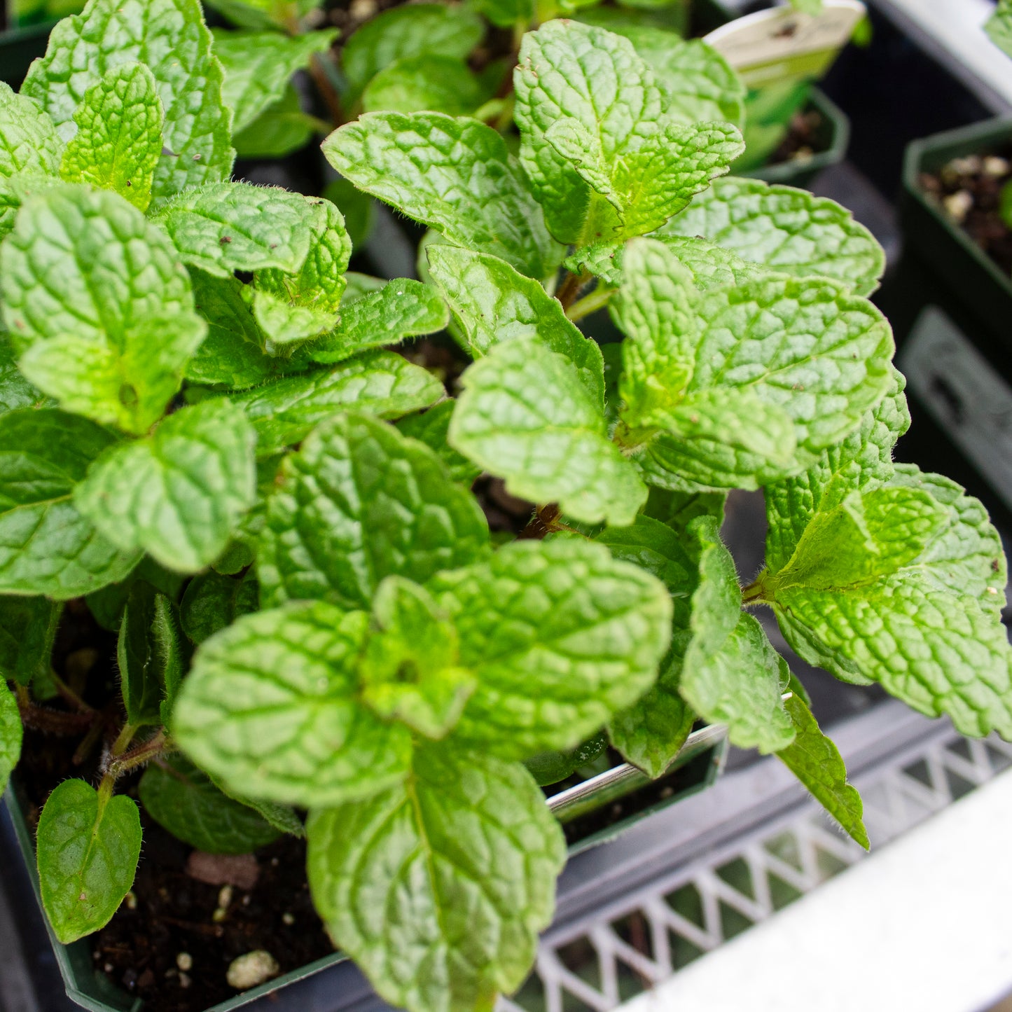 Peppermint