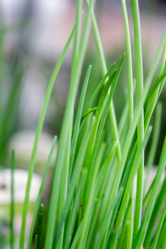 Chives