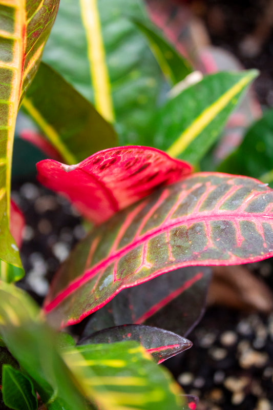 Croton Petra