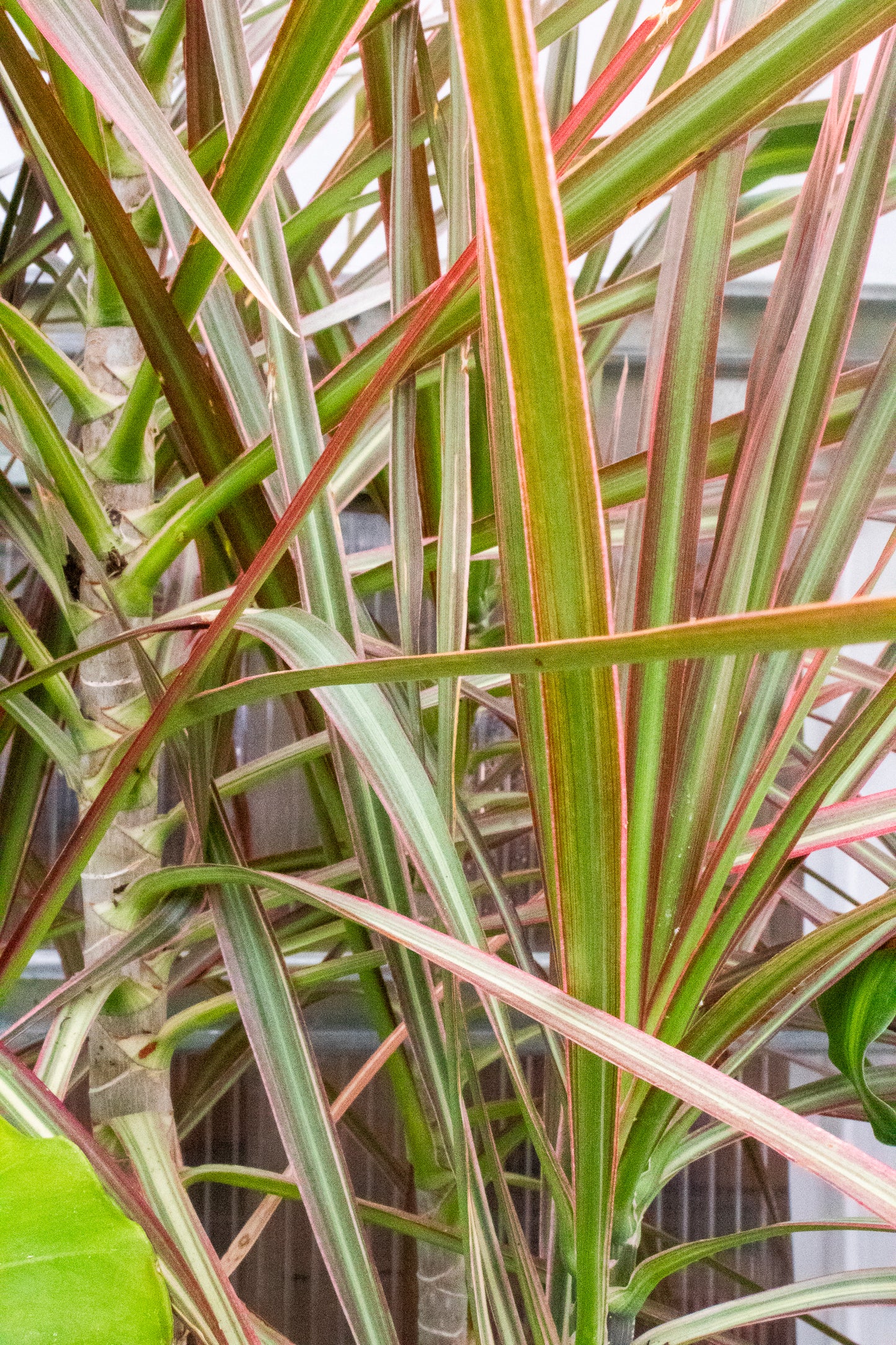 Dracaena - Marginata