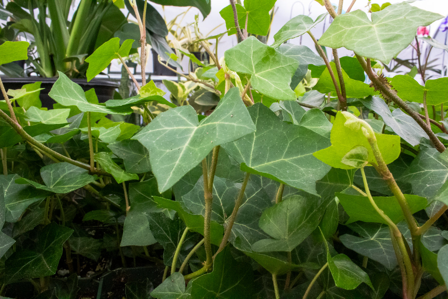 Ivy