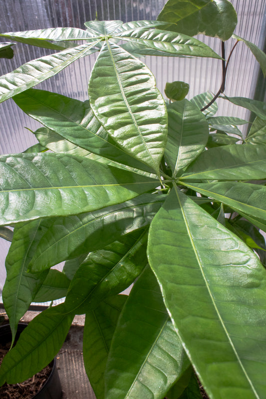 Money Tree
