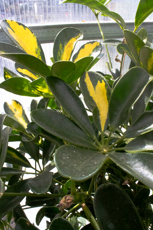 Schefflera