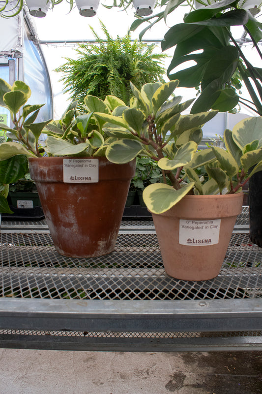 Peperomia Variegated