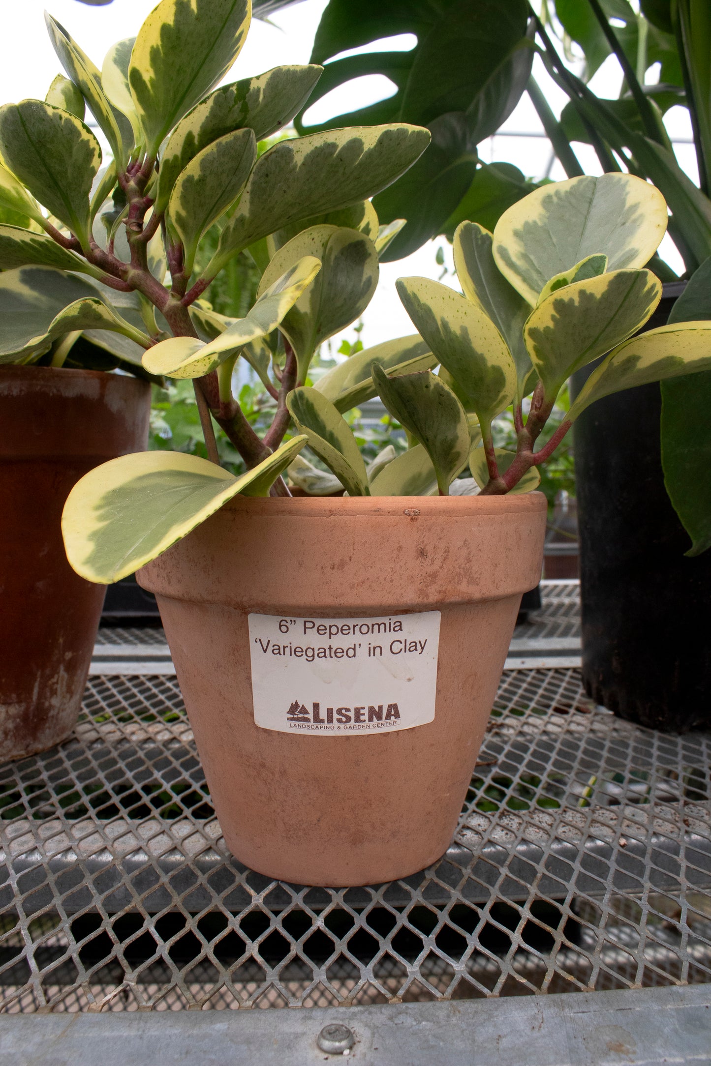 Peperomia Variegated