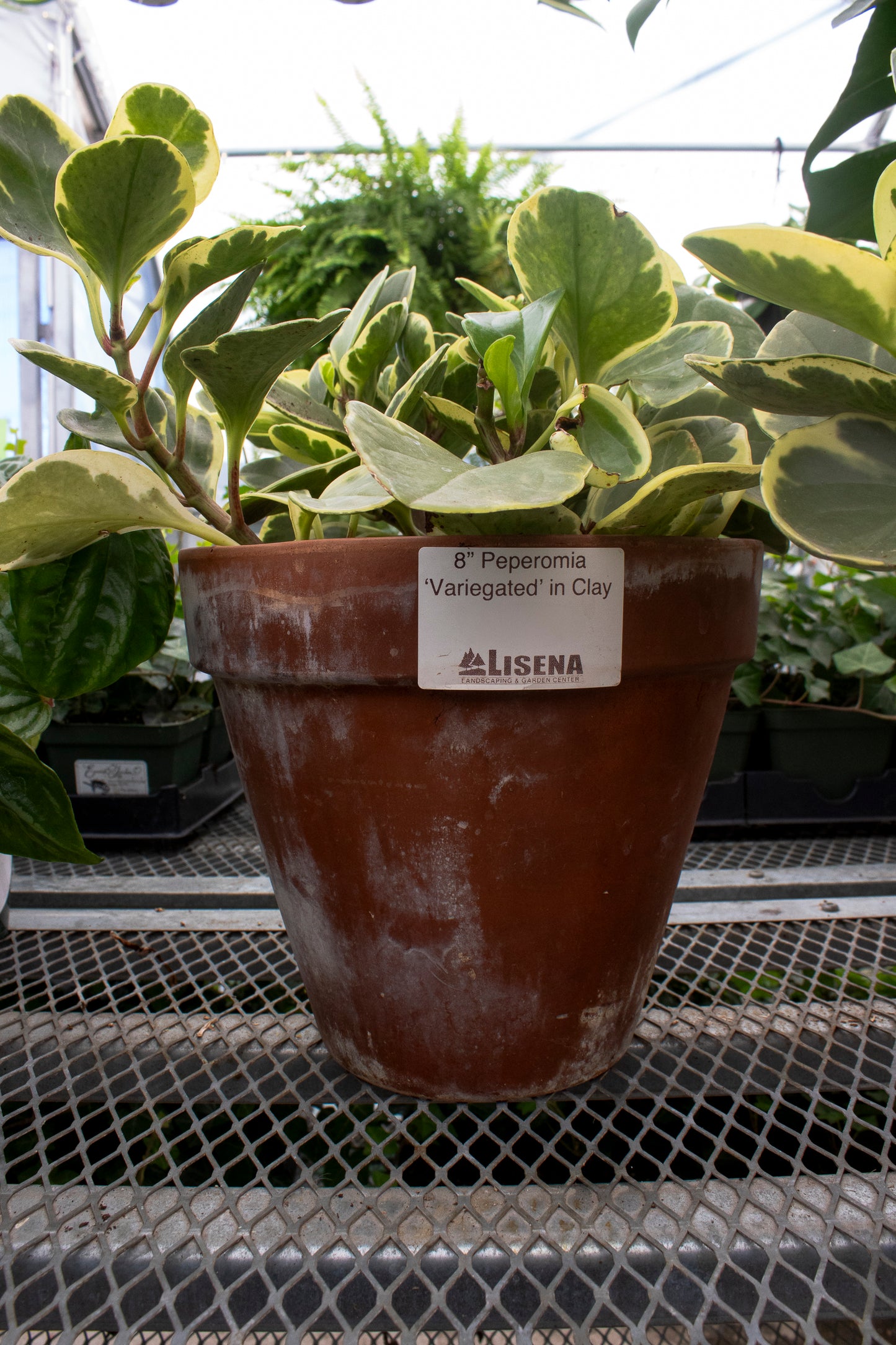 Peperomia Variegated