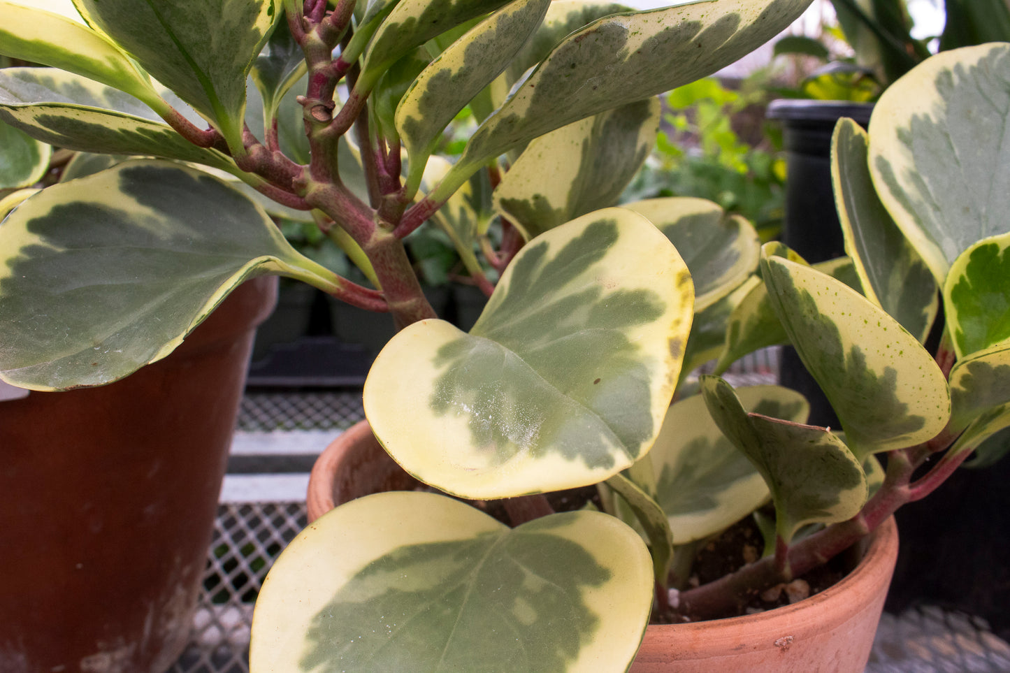 Peperomia Variegated