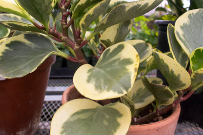Peperomia Variegated