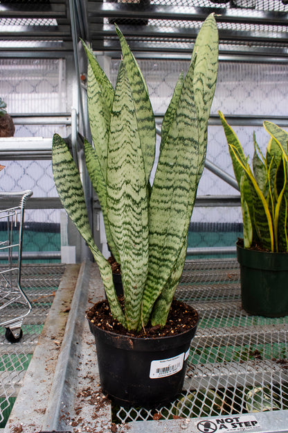 Snake Plant - Zeylanica