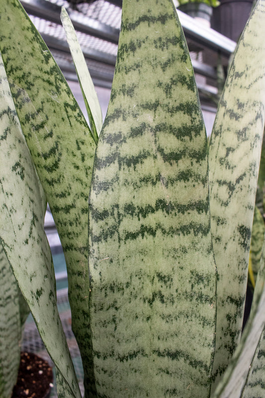 Snake Plant - Zeylanica