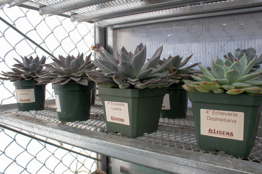 Echeveria