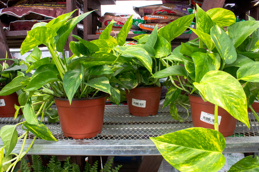 Pothos