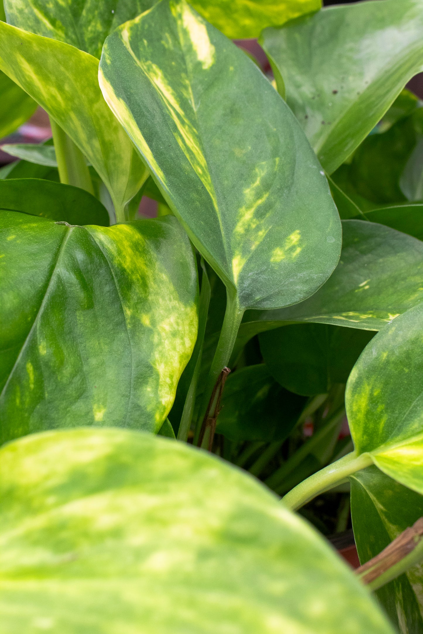 Pothos