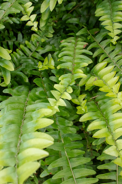 Boston Fern - Hanging Basket