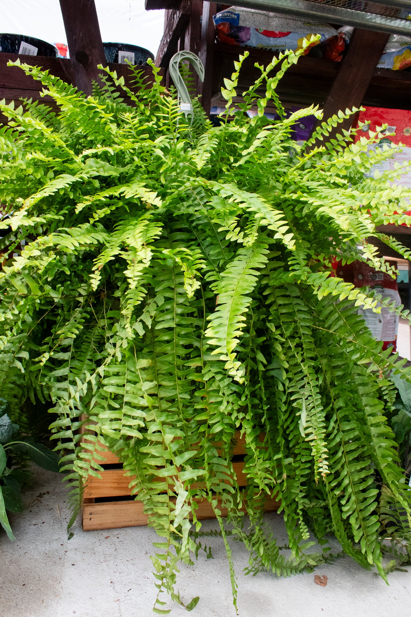 Boston Fern - Hanging Basket