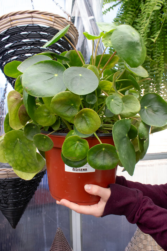 Pilea