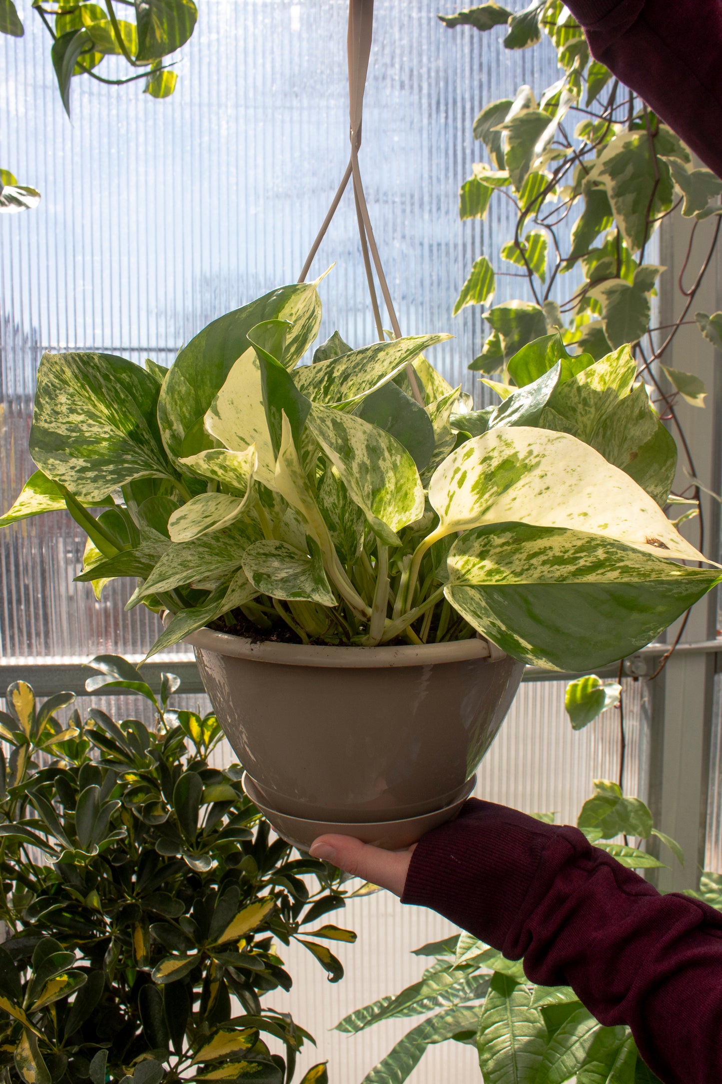 Pothos - Hanging Basket