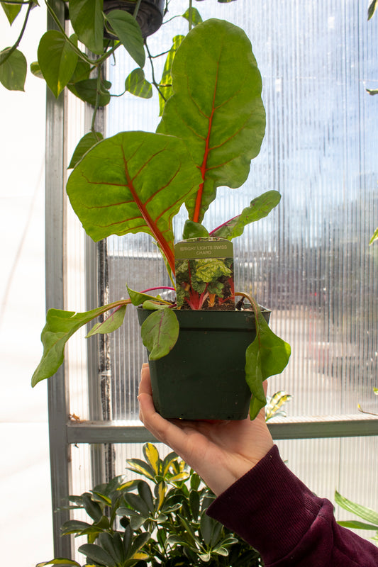 Bright Light Swiss Chard
