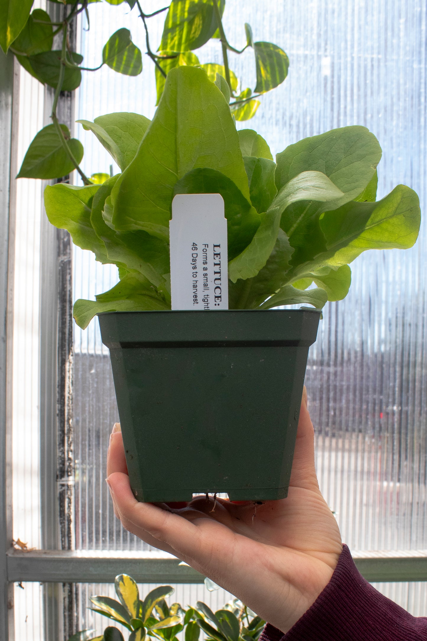 Lettuce