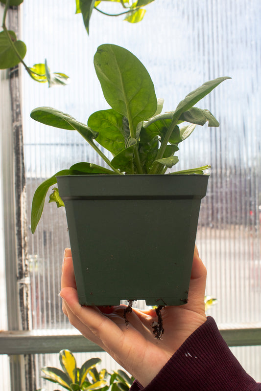 Spinach