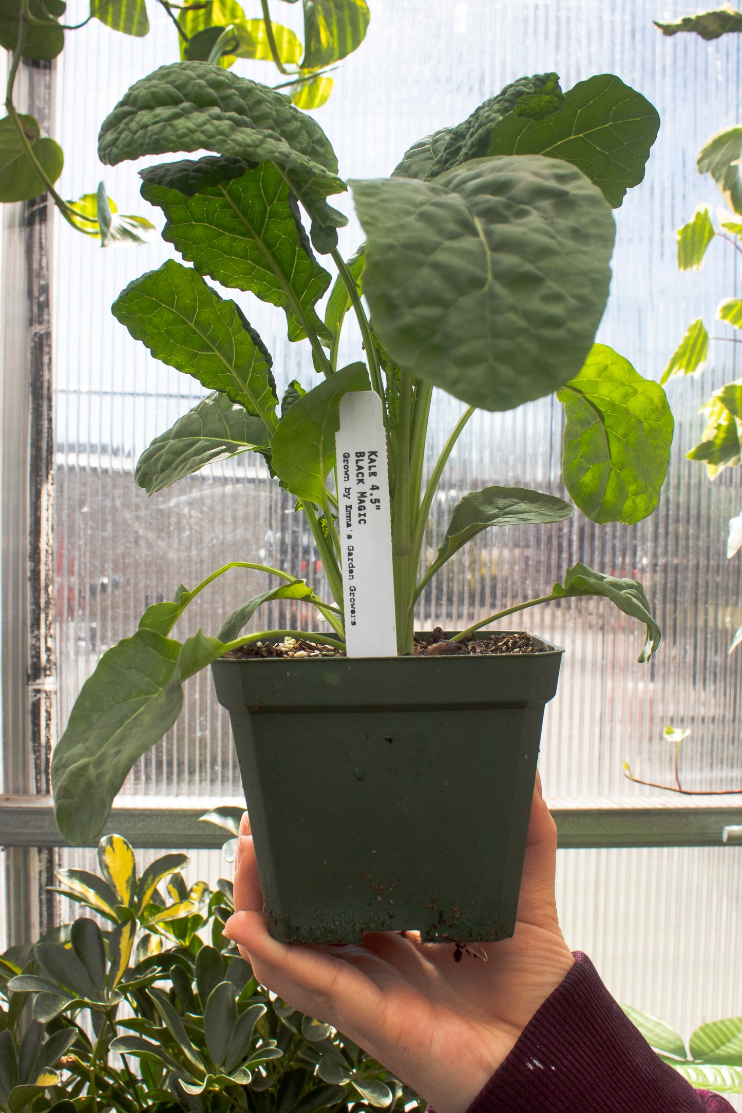 Kale
