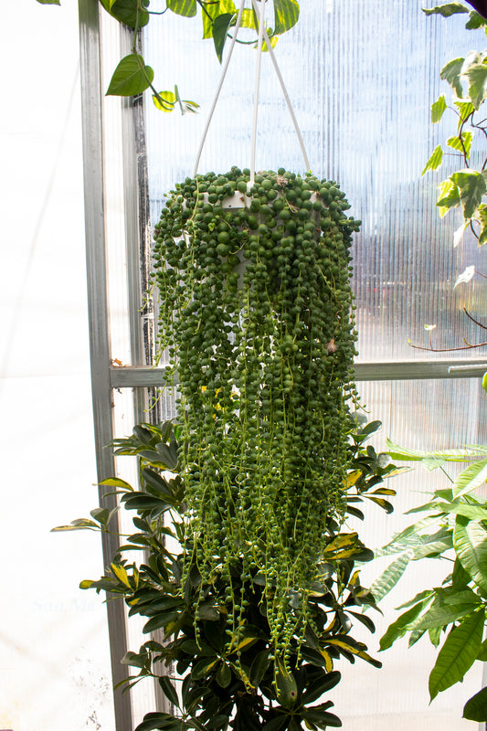 String of Pearls - Hanging Basket
