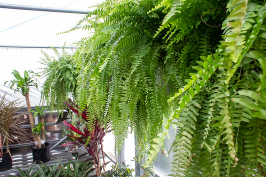 Boston Fern - Hanging Basket