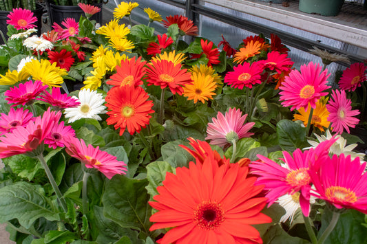Gerbera Daisy