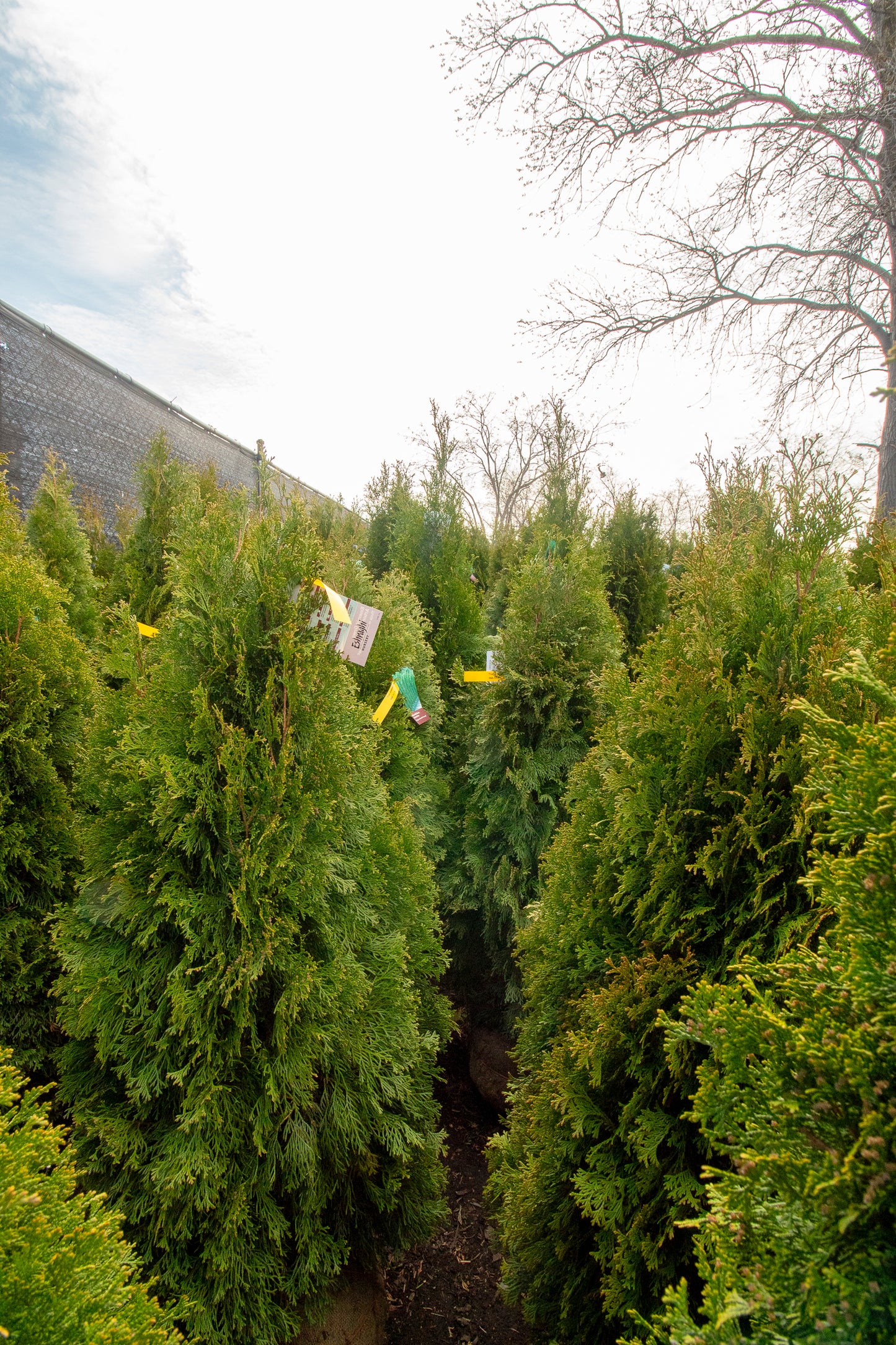 Arborvitae - Emerald Green
