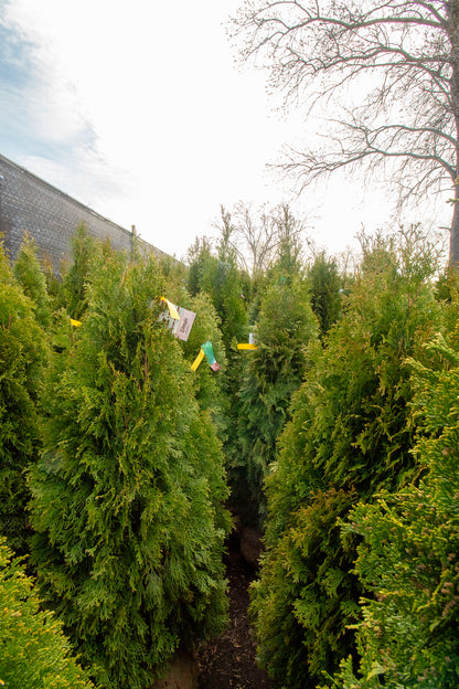 Arborvitae - Emerald Green