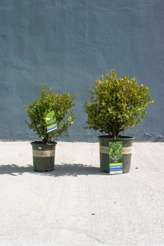 Boxwood - Winter Gem