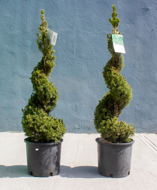 Alberta Spruce Spiral