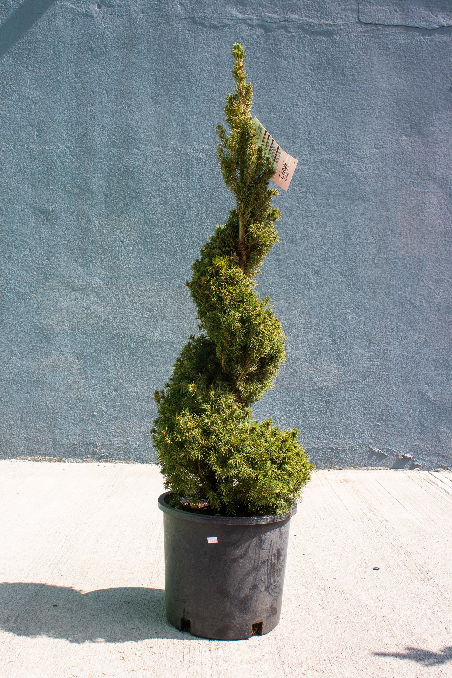 Alberta Spruce Spiral