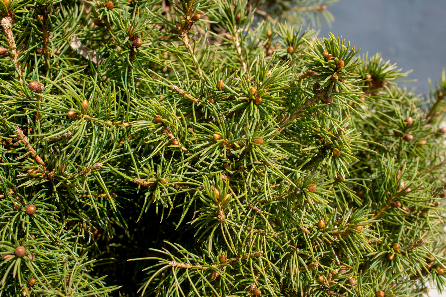 Alberta Spruce Spiral
