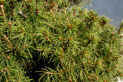 Alberta Spruce Spiral