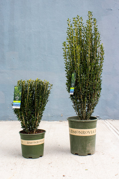 Sky Pencil Japanese Holly (Ilex)