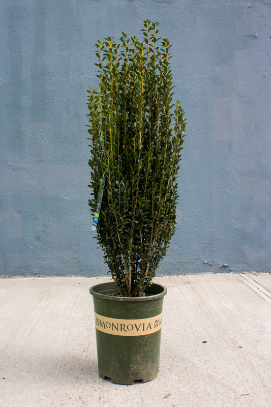 Sky Pencil Japanese Holly (Ilex)