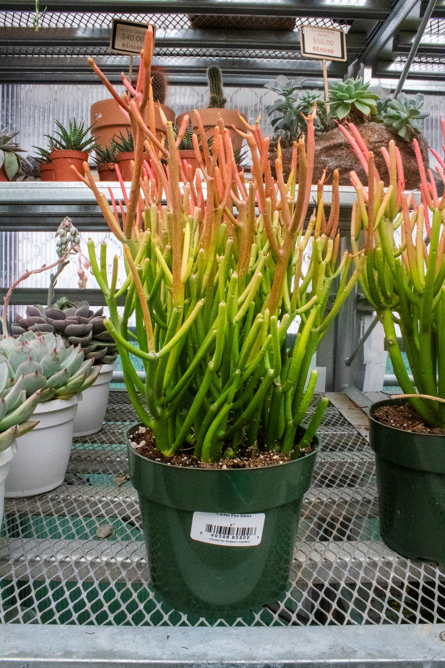 Cactus Fire Sticks