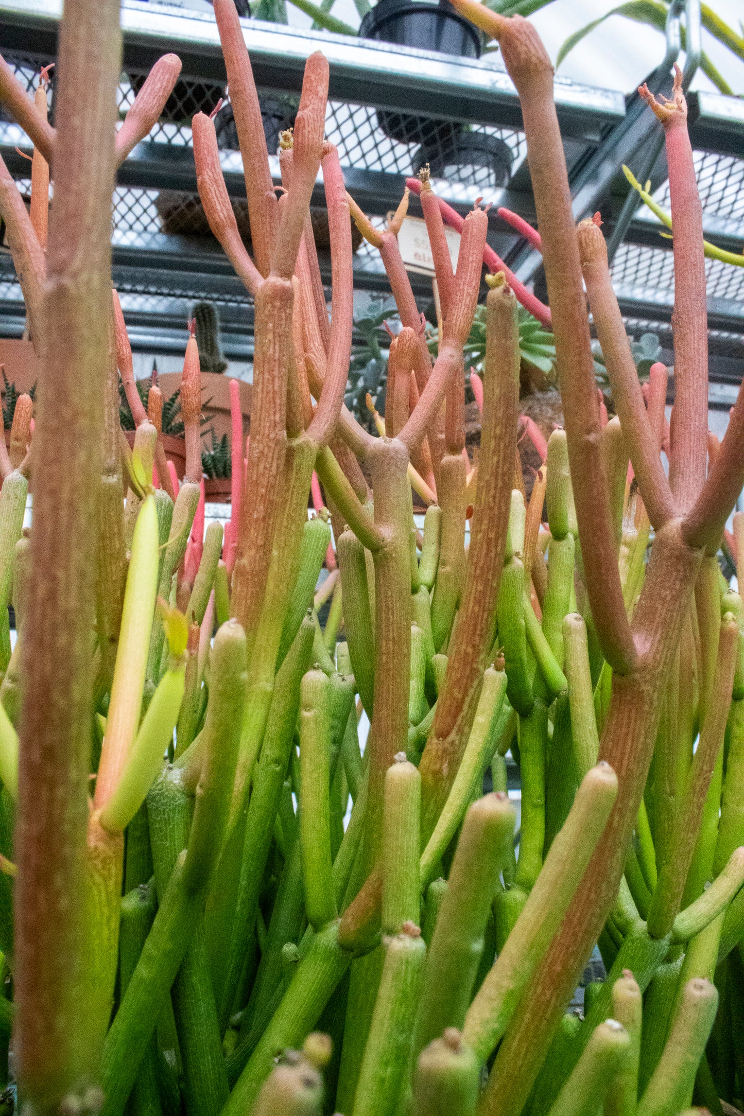 Cactus Fire Sticks