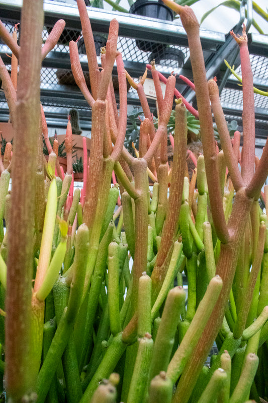Cactus Fire Sticks