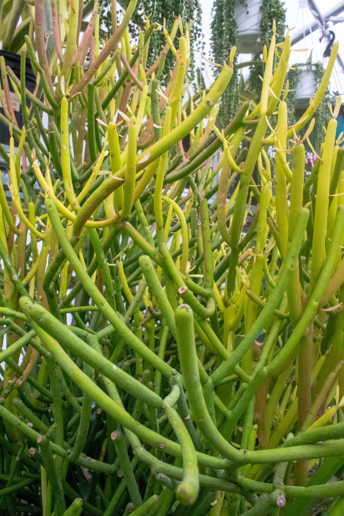 Cactus Fire Sticks