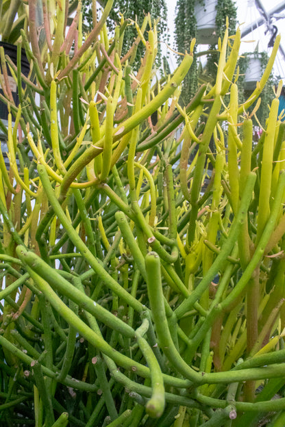 Cactus Fire Sticks