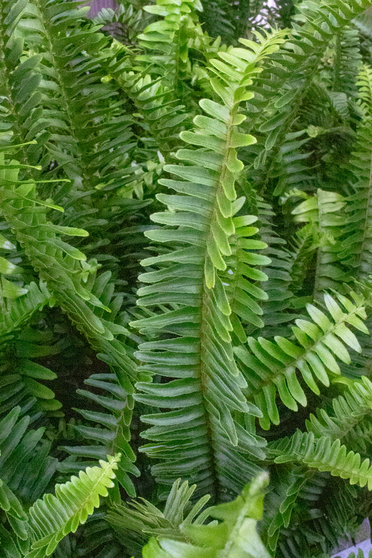 Kimberly Fern